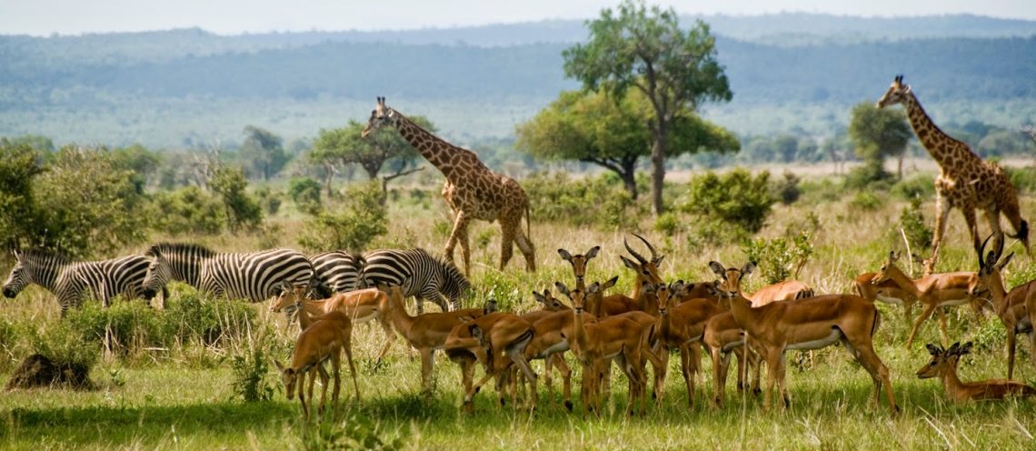 Safari in tanzania