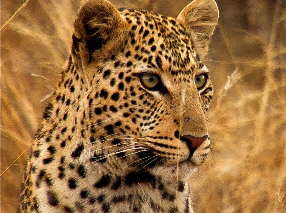 African Leopard 