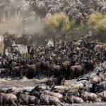 Witness the great migration More than a million wildebeest and a quarter of a million zebra migrate throughout the Serengeti and a Maasai Mara each year, in search of fresh pasture. To witness the sheer numbers is mind-blowing and best understood by seeing it with your own eyes. Go birdwatching