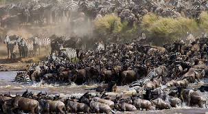 The Serengeti’s Great Wildebeest Migration in January