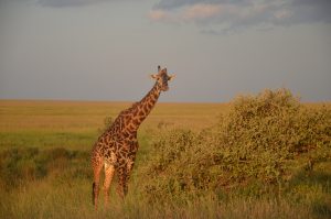 Why Serengeti Is the Best African Safari Park of 2019