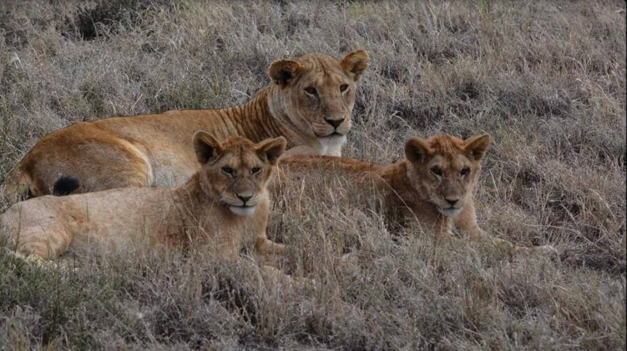 Tanzania Safari Tours, Get Unlimited Offer