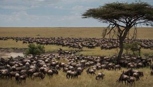 Great Migration serengeti