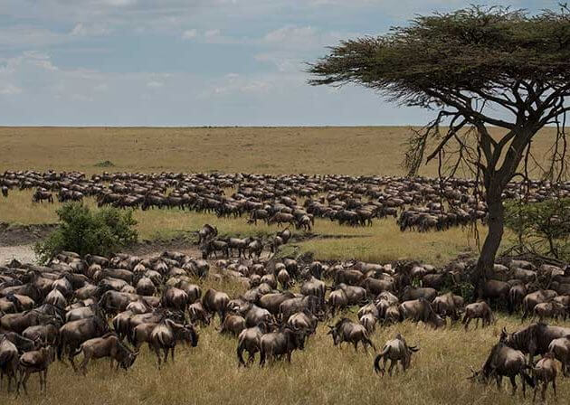 Great Migration serengeti