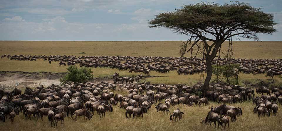 Great Serengeti Wildebeest Migration Guide And Best Time To See It In 2022-2023