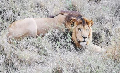 lion in tanzania park