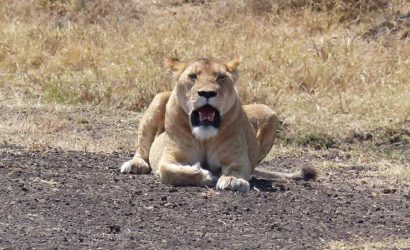 lion in the park serengeti