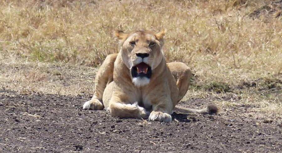 lion in the park serengeti