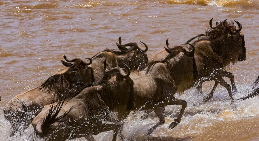 migration in serengeti