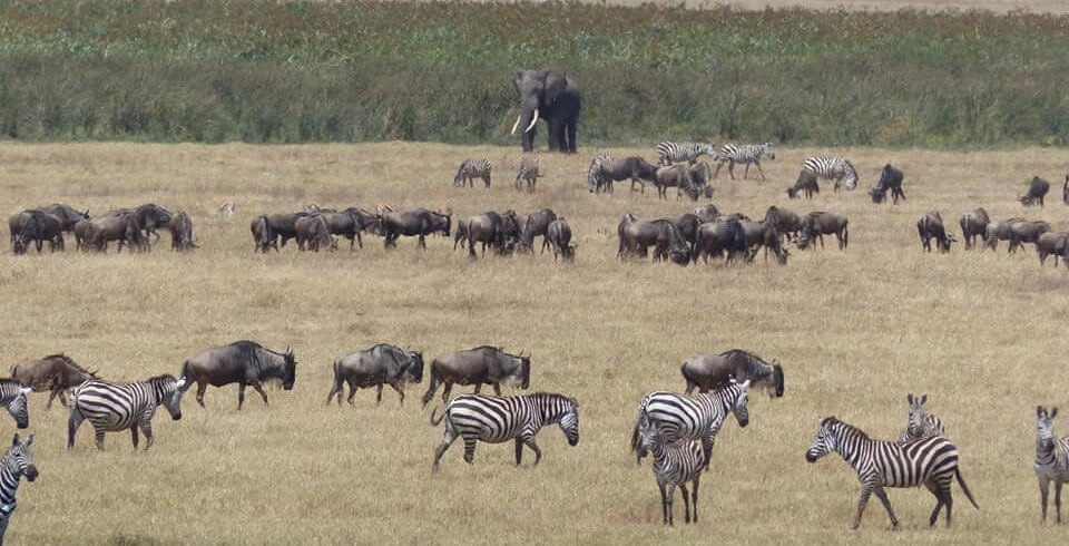 serengeti view