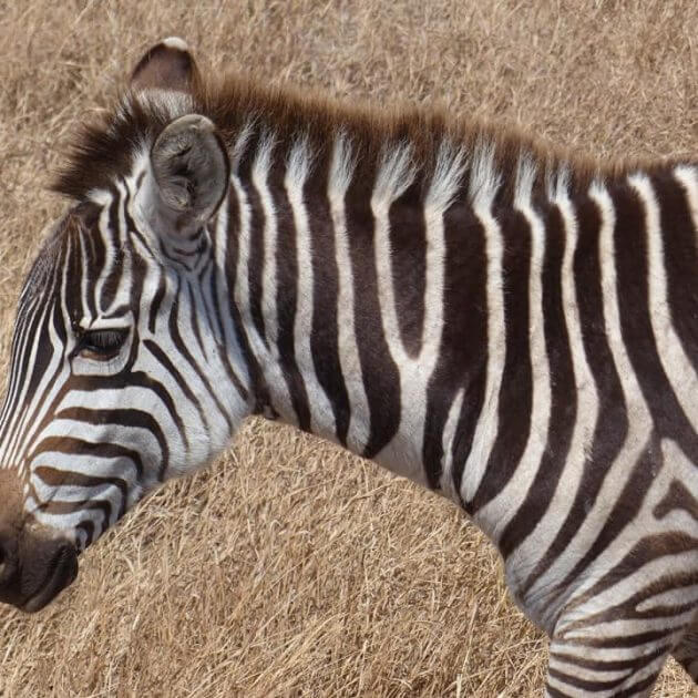 serengeti zebra