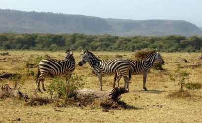 zebras in lake Manyara