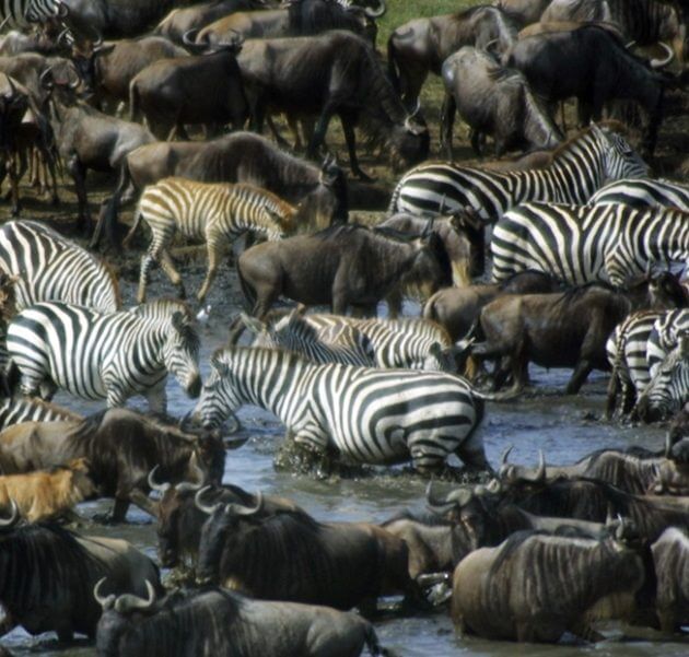 The Tanzania Serengeti migration