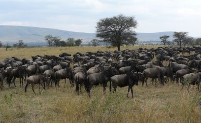 Serengeti Wildebeests Great migration