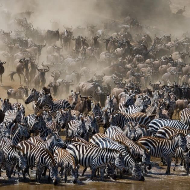 Serengeti safari