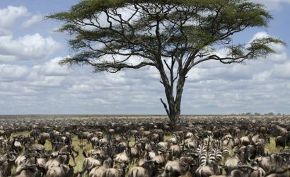 The Great Serengeti shutterstock_