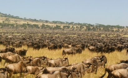 Wildebeest in Serengeti National Park