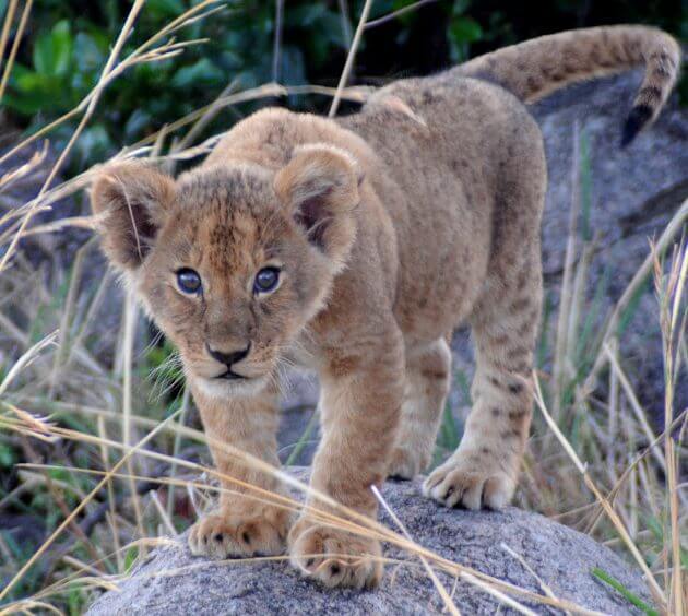 lion in ngorongoro