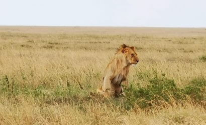serengeti lion