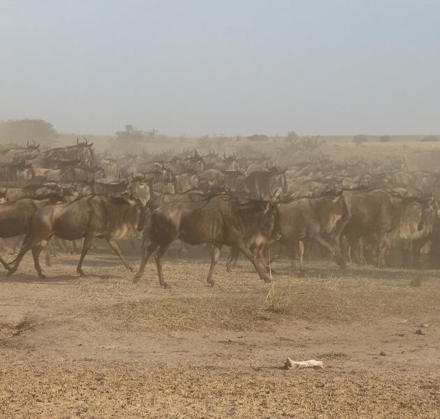 wildebeest-migration serengeti