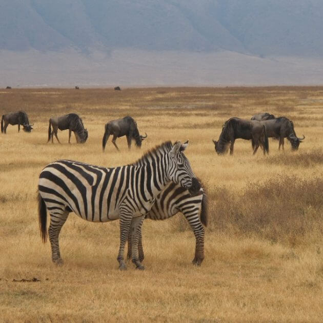 zebra-safari in ngorongoro