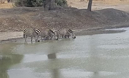 zebra tarangire
