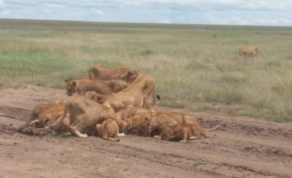 A group of lions in the bush