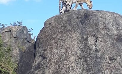 Cheetah on the rock in the bush