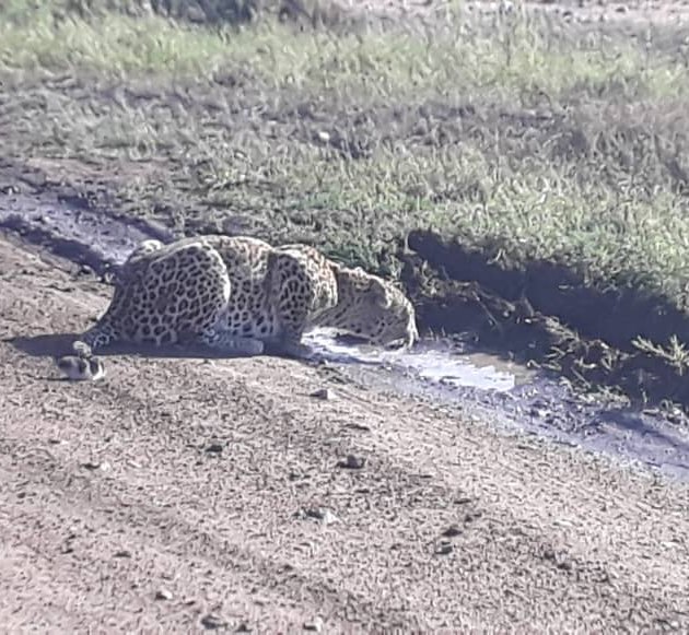 Cheetah drinking water