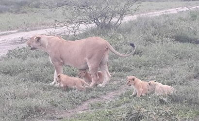 Lion and her babies