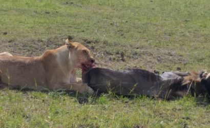 Lion eating the animal