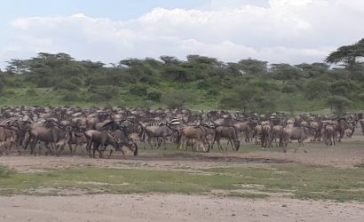 Migration in serengeti