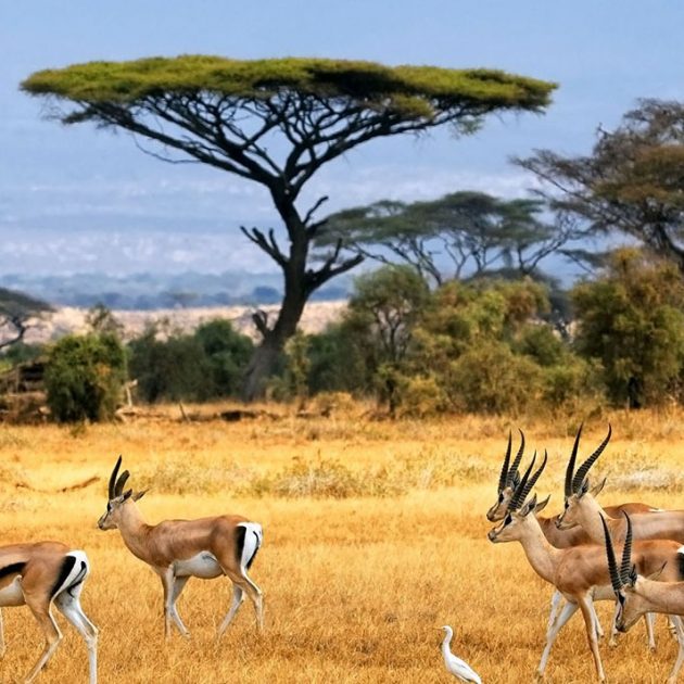 Serengeti-National