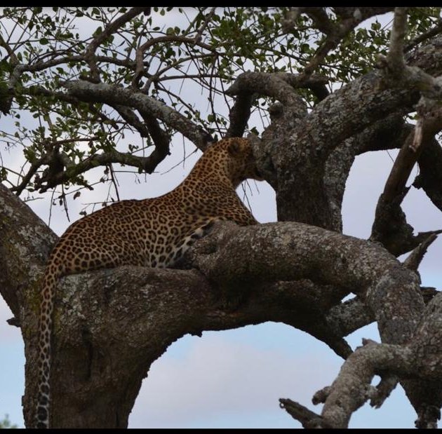 how a wonderful animal in the tree