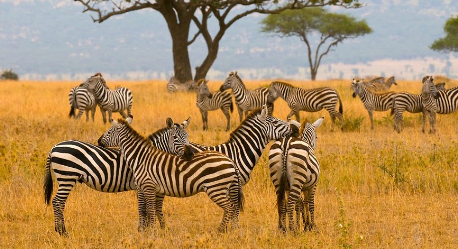 serengeti-zebra