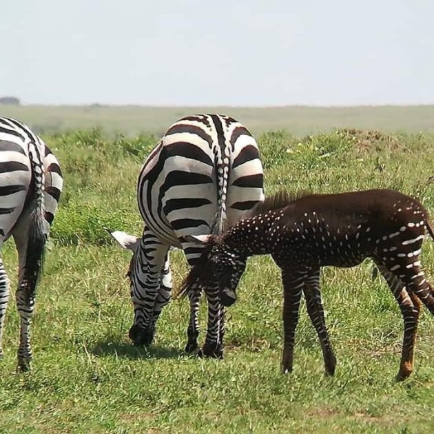 zebra and wildebeest