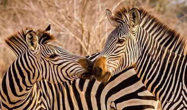 Zebra in mikumi