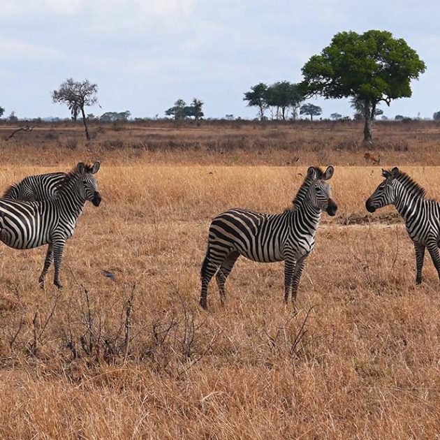 mikumi-and-udzungwa-safari.