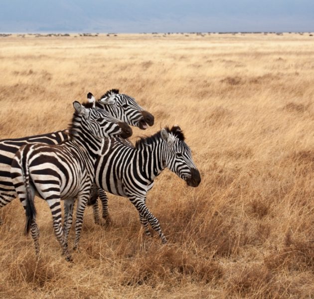zebra-wildlife-ngorongoro