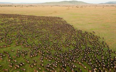 The Serengeti’s Great Wildebeest Migration in August
