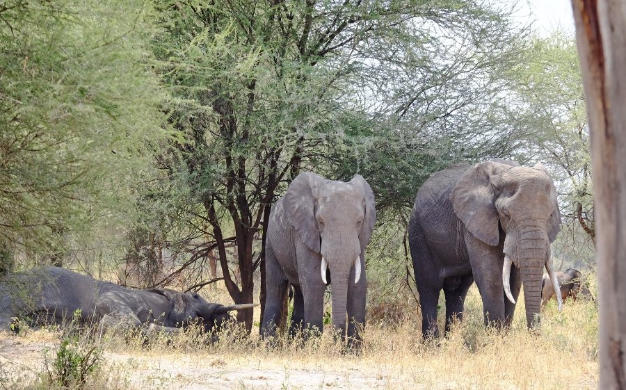 Tarangire National Park safari – The Wildlife