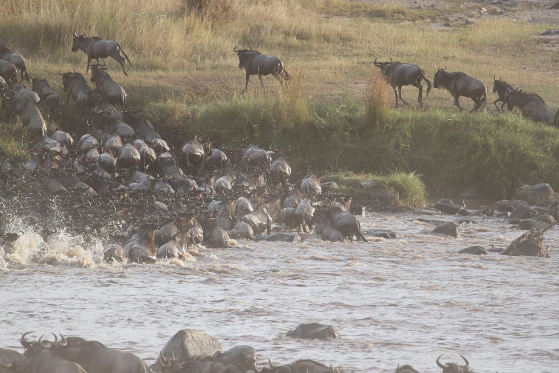 The Serengeti’s Great Wildebeest Migration in December