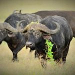 6 Days safari – Northern Tanzania