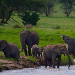 Big Five Expedition Safari in Tanzania – 7 Days