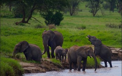 Big Five Expedition Safari in Tanzania – 7 Days