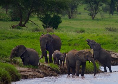 Big Five Expedition Safari in Tanzania – 7 Days