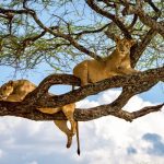 Classic Serengeti and Zanzibar Safaris - 9 Days