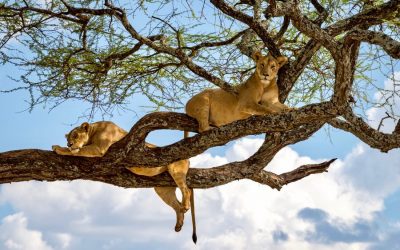 Classic Serengeti and Zanzibar Safaris – 9 Days