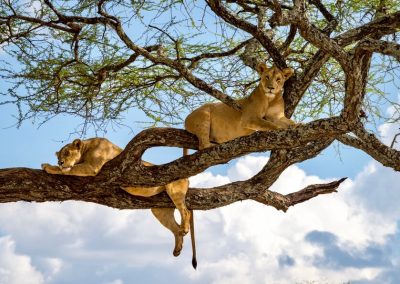 Classic Serengeti and Zanzibar Safaris – 9 Days