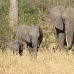 Elephant Tarangire National Park